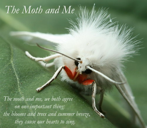 The Moth and Me